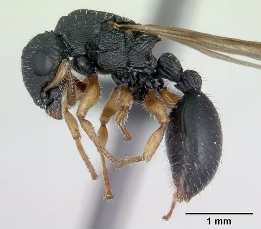 Cataulacus ebrardi - CASENT0132802