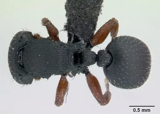 Cataulacus ebrardi - CASENT0132819