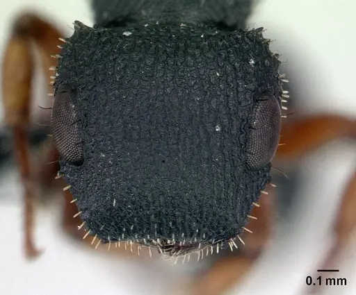 Cataulacus ebrardi - CASENT0132819