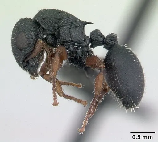 Cataulacus ebrardi - CASENT0132819