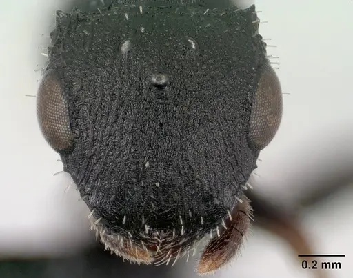 Cataulacus ebrardi - CASENT0144922