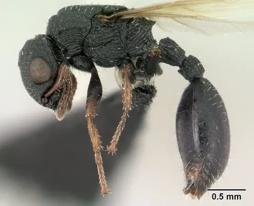 Cataulacus ebrardi - CASENT0144922