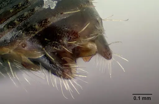 Cataulacus ebrardi - CASENT0144922