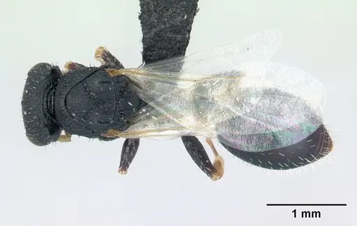 Cataulacus ebrardi - CASENT0178901