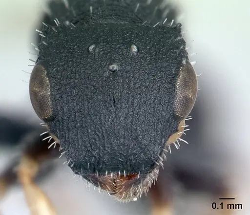 Cataulacus ebrardi - CASENT0178901