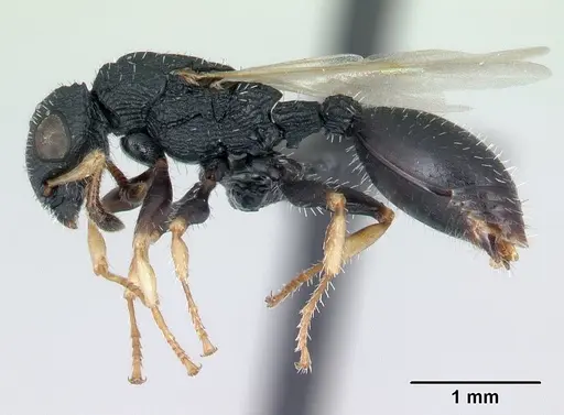 Cataulacus ebrardi - CASENT0178901