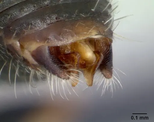 Cataulacus ebrardi - CASENT0178901