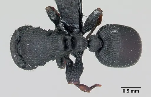 Cataulacus ebrardi - CASENT0487553