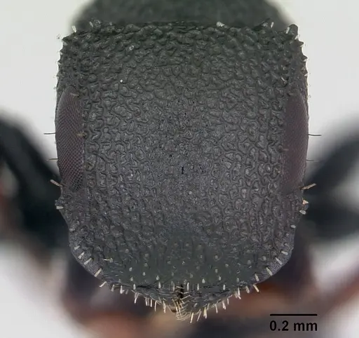 Cataulacus ebrardi - CASENT0487553