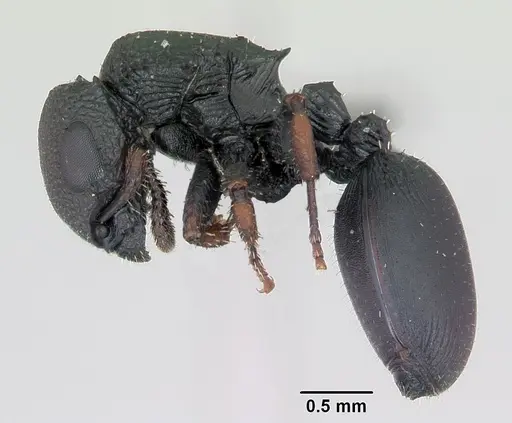 Cataulacus ebrardi - CASENT0487553