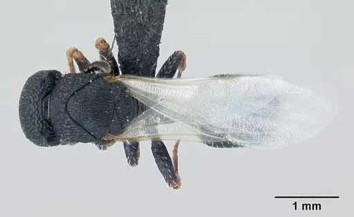 Cataulacus ebrardi - CASENT0491232