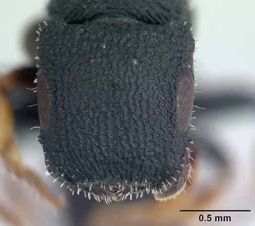 Cataulacus ebrardi - CASENT0491232