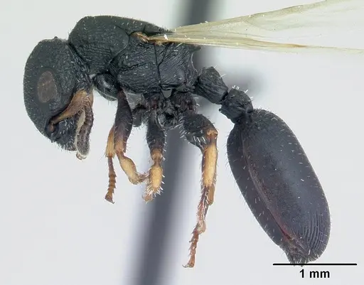 Cataulacus ebrardi - CASENT0491232