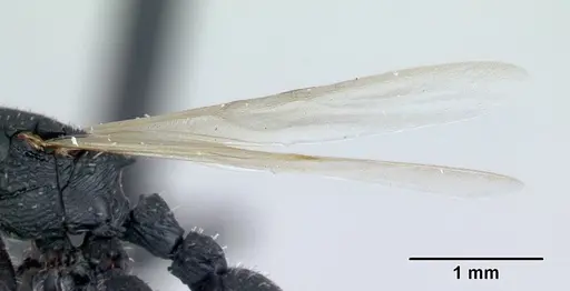 Cataulacus ebrardi - CASENT0491232