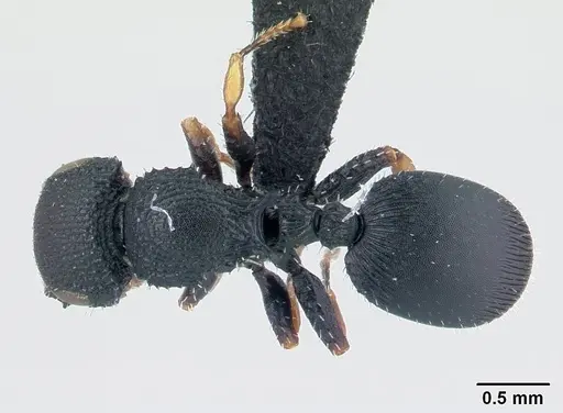 Cataulacus ebrardi - CASENT0491274