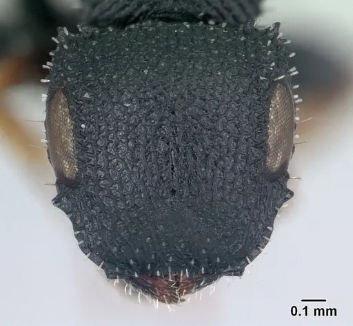 Cataulacus ebrardi - CASENT0491274