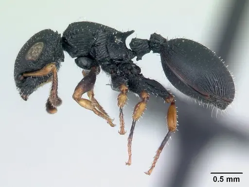 Cataulacus ebrardi - CASENT0491274