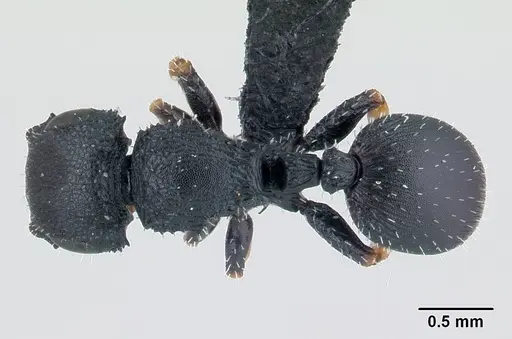 Cataulacus ebrardi - CASENT0491318