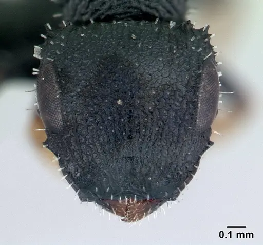 Cataulacus ebrardi - CASENT0491318