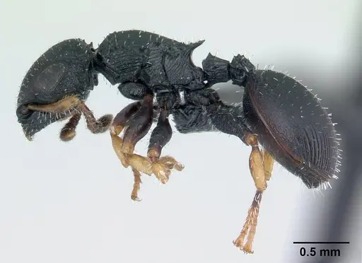 Cataulacus ebrardi - CASENT0491318