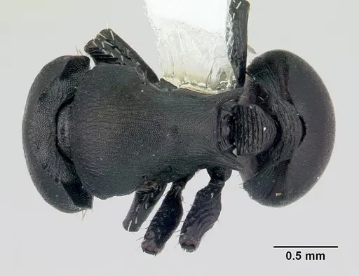 Cataulacus egenus specimen