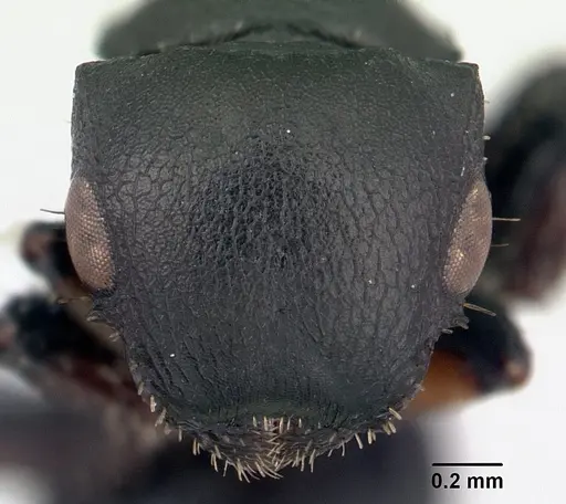 Cataulacus egenus specimen