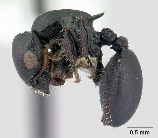 Cataulacus egenus specimen