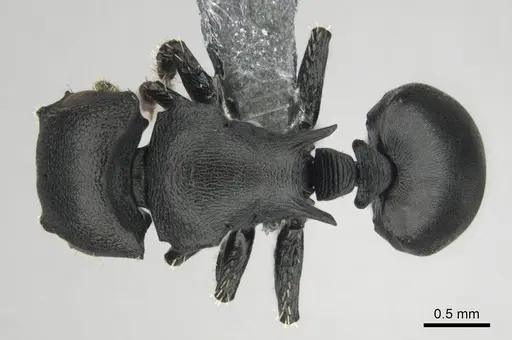 Cataulacus egenus - CASENT0815929