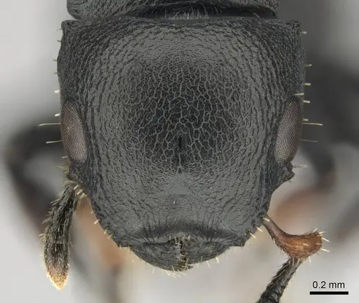 Cataulacus egenus - CASENT0815929