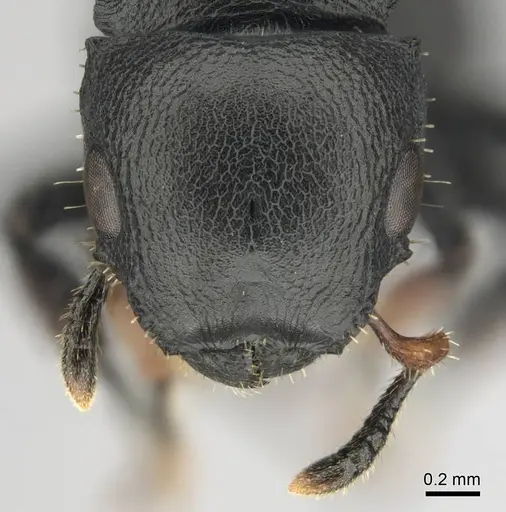 Cataulacus egenus - CASENT0815929