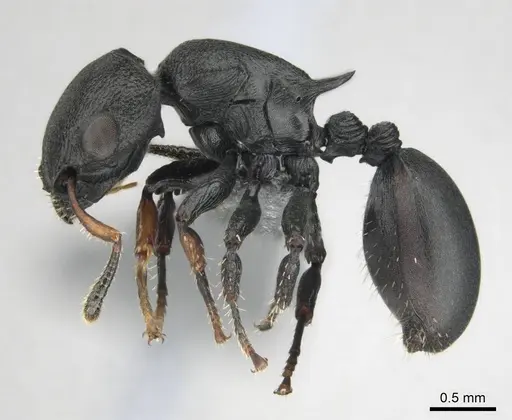 Cataulacus egenus - CASENT0815929