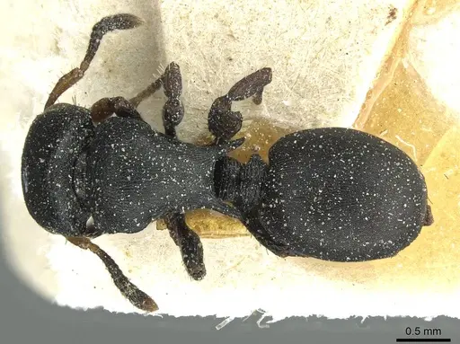 Cataulacus egenus - CASENT0912547