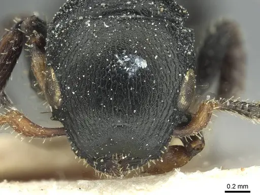 Cataulacus egenus - CASENT0912547