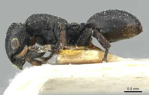 Cataulacus egenus - CASENT0912547