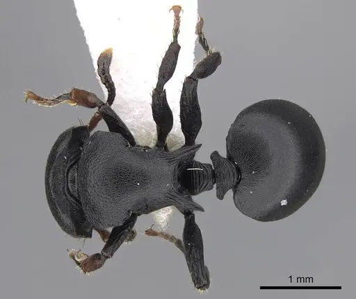 Cataulacus egenus - CASENT0922491