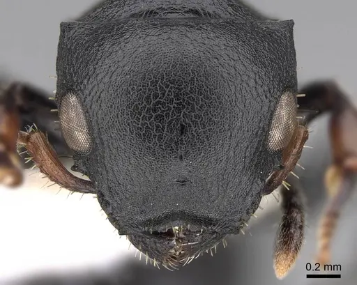 Cataulacus egenus - CASENT0922491