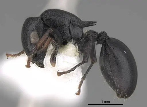 Cataulacus egenus - CASENT0922491