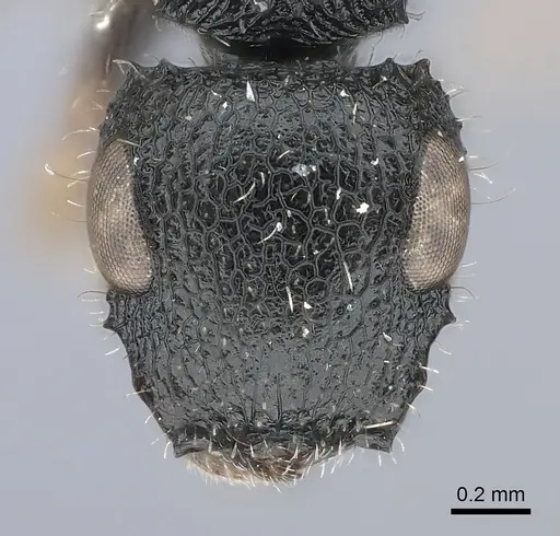 Cataulacus elongatus specimen