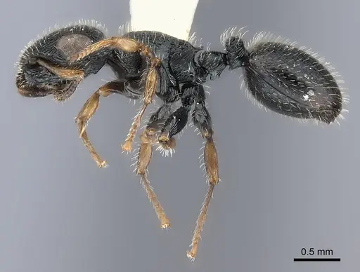 Cataulacus elongatus specimen