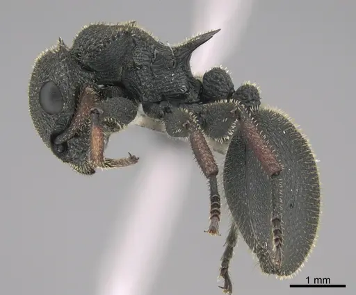 Cataulacus erinaceus specimen