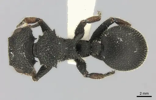 Cataulacus erinaceus - CASENT0217822