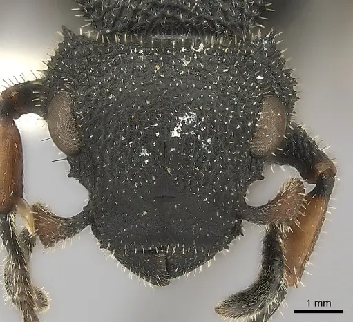 Cataulacus erinaceus - CASENT0217822