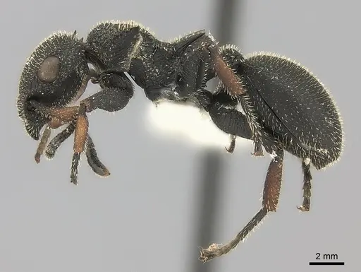 Cataulacus erinaceus - CASENT0217822