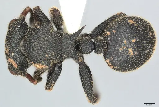 Cataulacus erinaceus - CASENT0408025