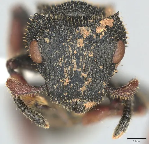 Cataulacus erinaceus - CASENT0408025