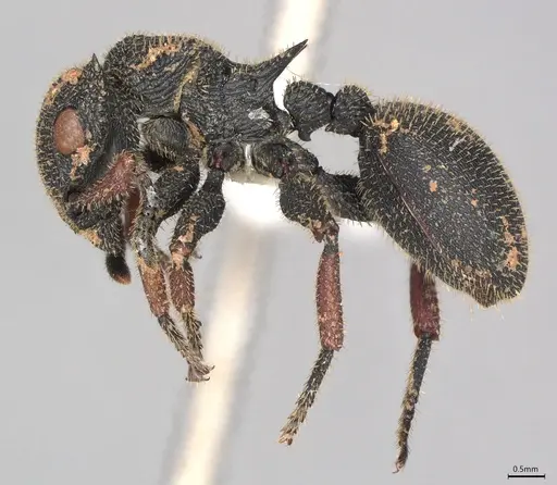 Cataulacus erinaceus - CASENT0408025