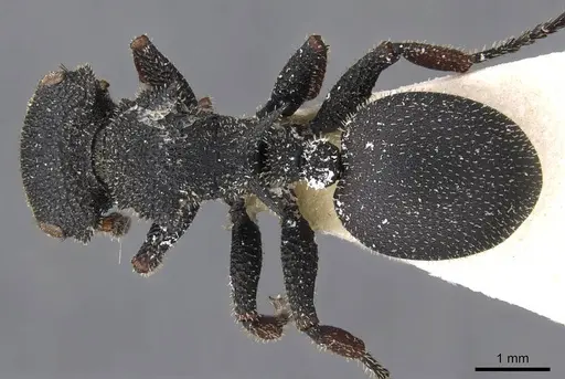 Cataulacus erinaceus - CASENT0909222