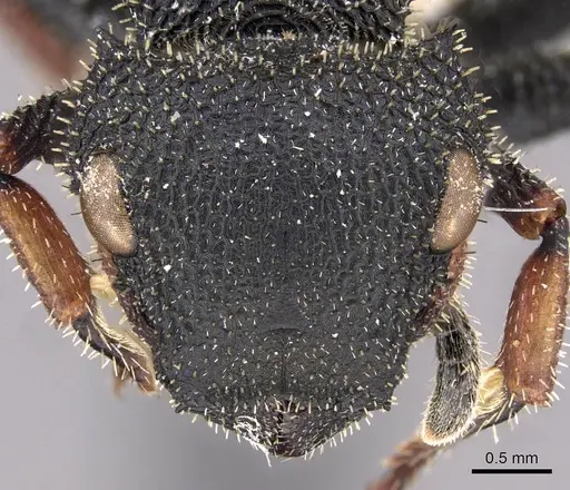 Cataulacus erinaceus - CASENT0909222