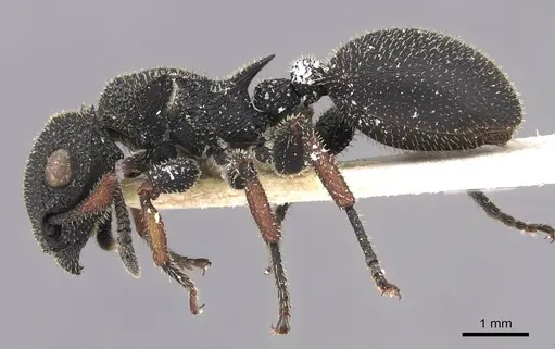 Cataulacus erinaceus - CASENT0909222