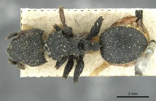 Cataulacus erinaceus - CASENT0912549